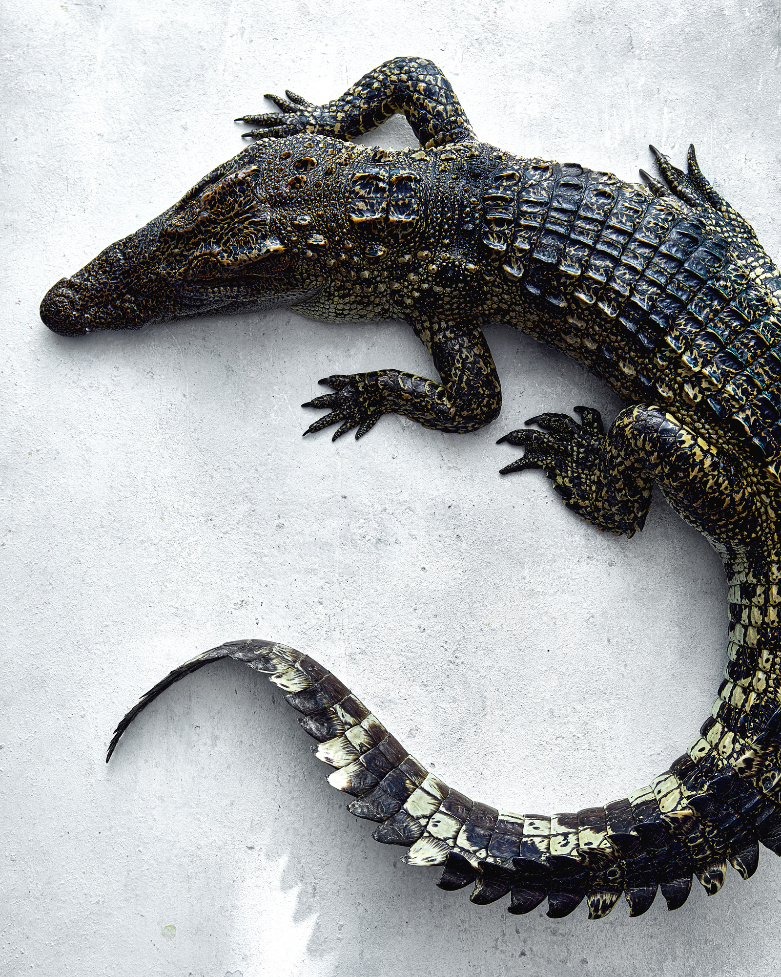 Akuna Ingredient - Hoa Ca Crocodile