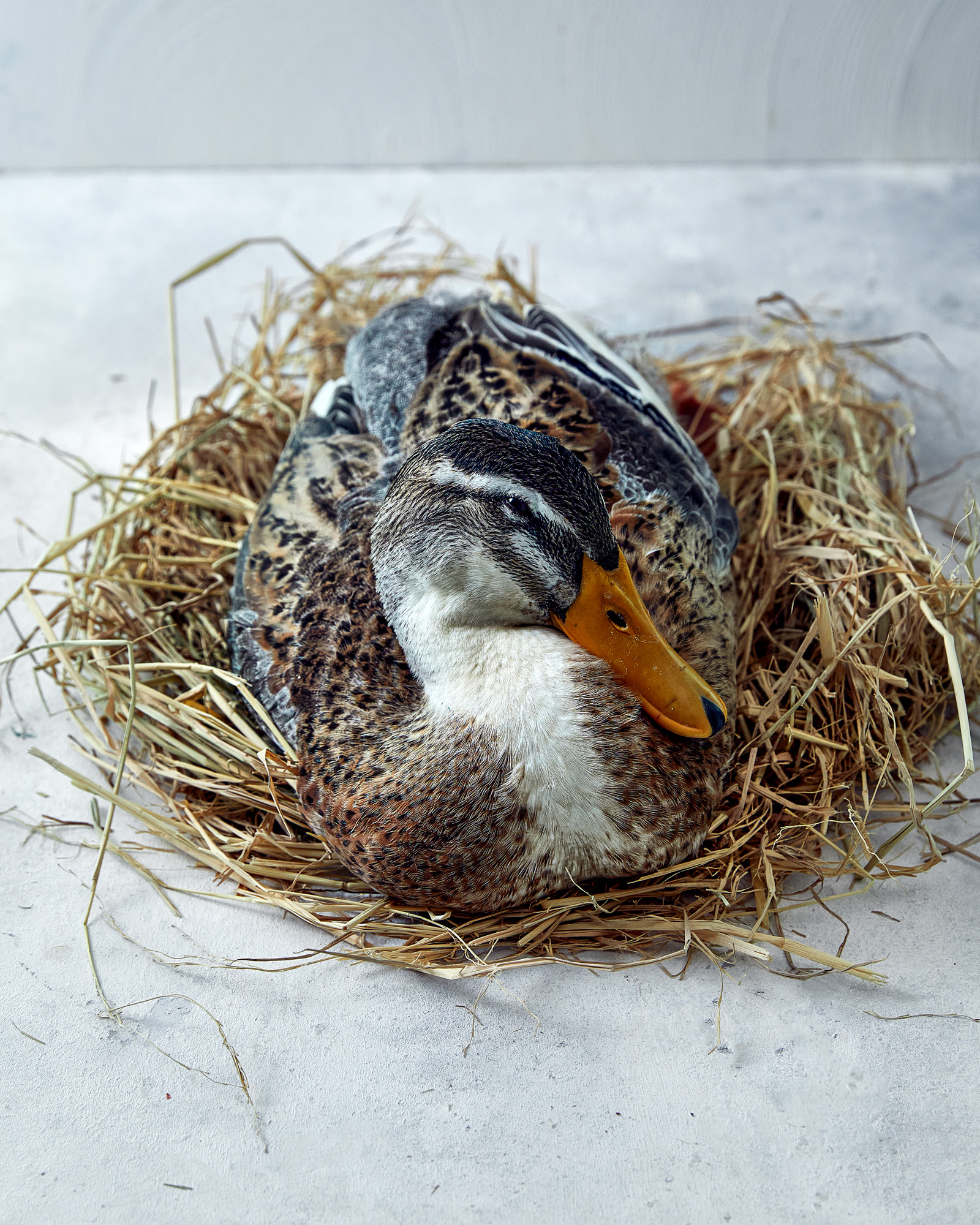 Akuna Ingredient - Goose